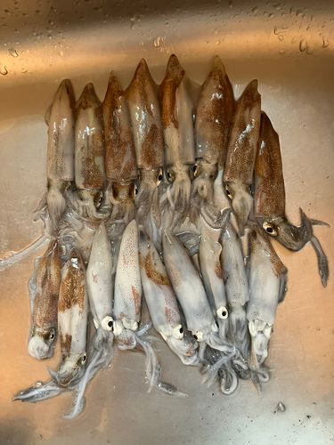 ヒイカの釣果