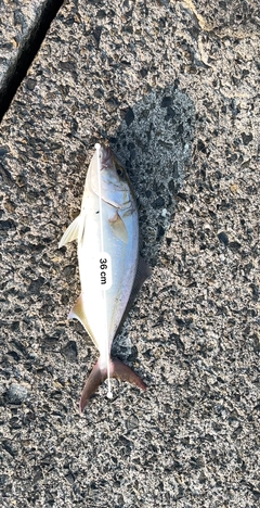 ショゴの釣果