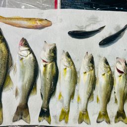 セイゴ（マルスズキ）