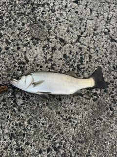 セイゴ(ヒラスズキ)の釣果