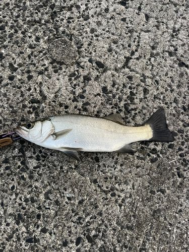 セイゴ（ヒラスズキ）の釣果
