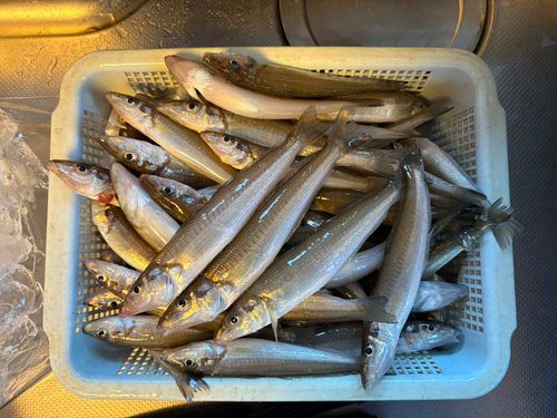 キスの釣果
