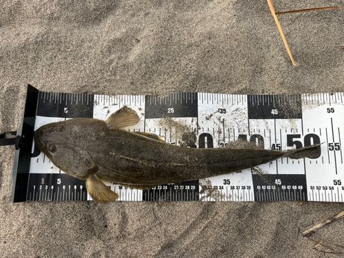 マゴチの釣果