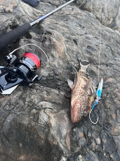 オオモンハタの釣果