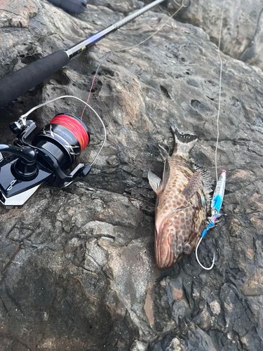 オオモンハタの釣果