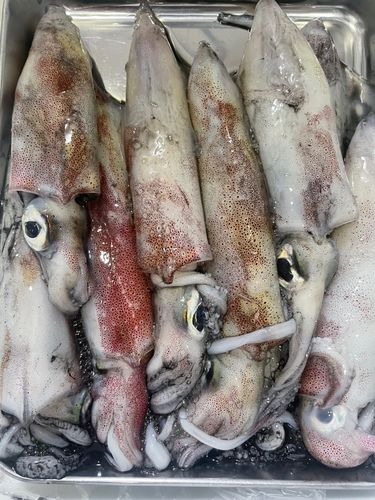 ケンサキイカの釣果