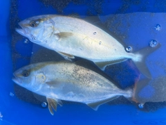 ショゴの釣果