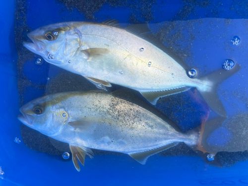 ショゴの釣果