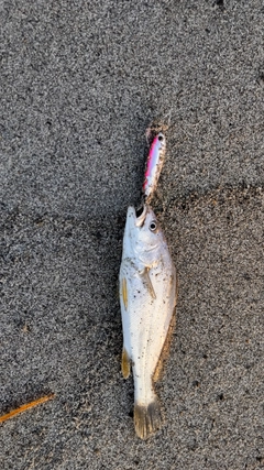 ニベの釣果