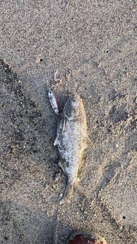 コノシロの釣果