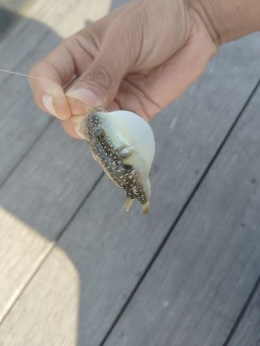 クサフグの釣果