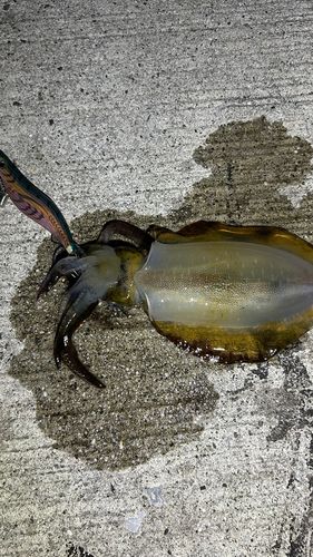 アオリイカの釣果