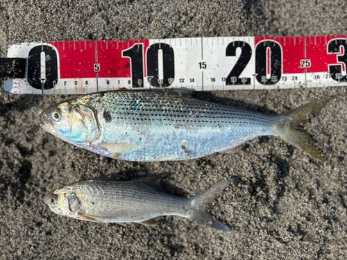 コノシロの釣果