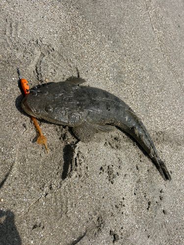 マゴチの釣果