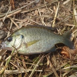 ブルーギル