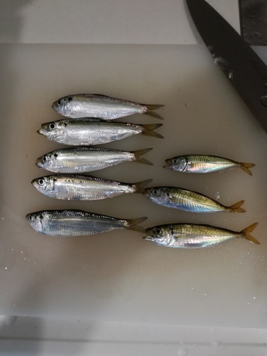 アジの釣果