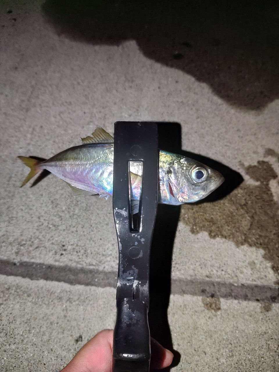 アジ