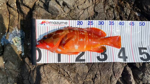 アカハタの釣果