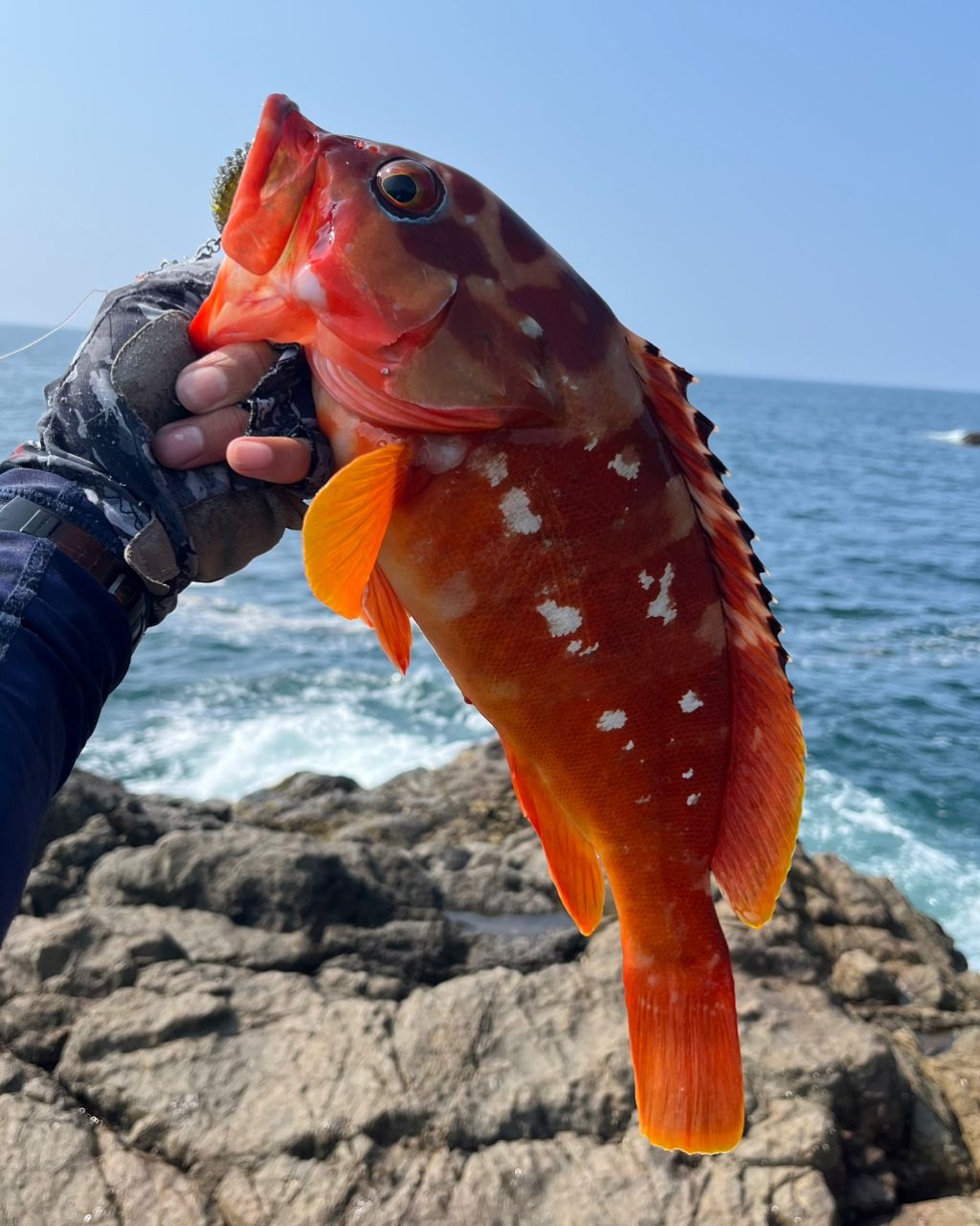 アカハタ