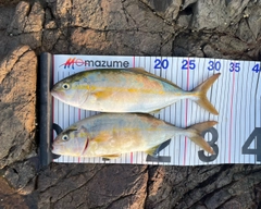 シオの釣果