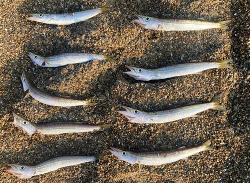 カマスの釣果