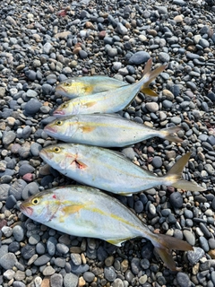 ショゴの釣果