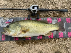 ラージマウスバスの釣果