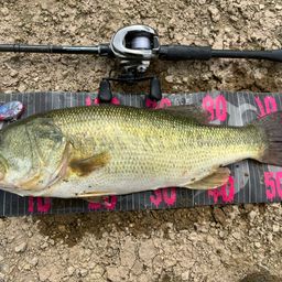 ラージマウスバス