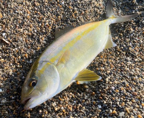 ショゴの釣果