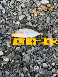 ショゴの釣果