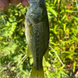 ラージマウスバス