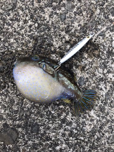 フグの釣果