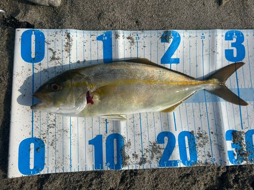 ショゴの釣果