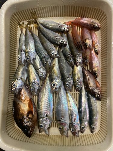 アジの釣果