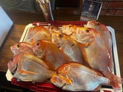 レンコダイの釣果