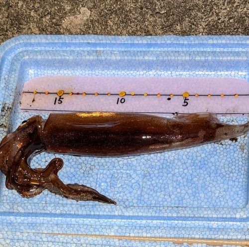 スルメイカの釣果