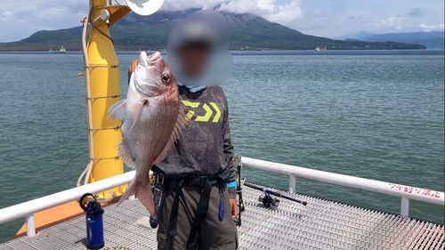 マダイの釣果