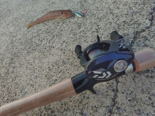 エソの釣果