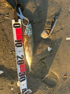 マゴチの釣果