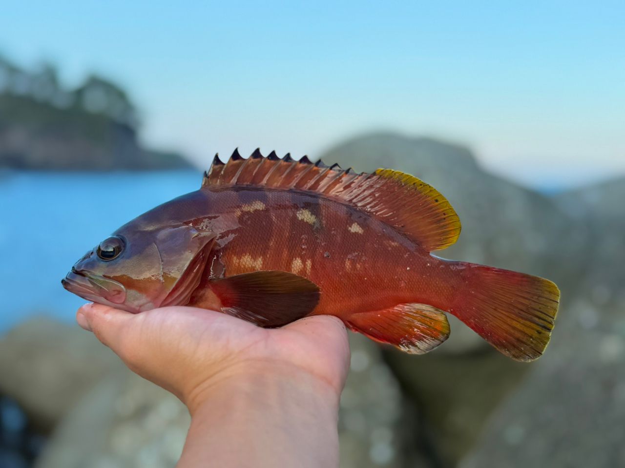 オオモンハタ
