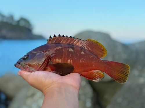 オオモンハタの釣果