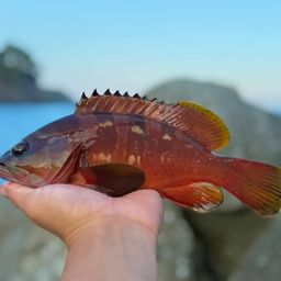 オオモンハタ