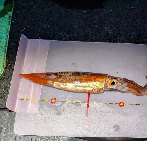 スルメイカの釣果