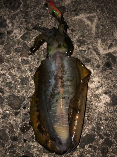 アオリイカの釣果