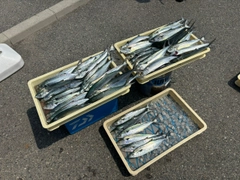 サゴシの釣果