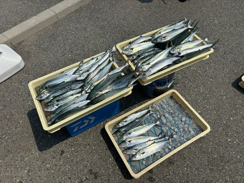 サゴシの釣果