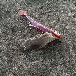 マゴチ