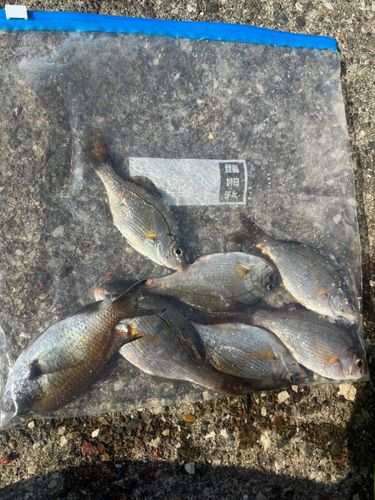 スズメダイの釣果