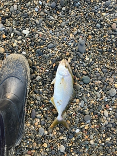 ショゴの釣果