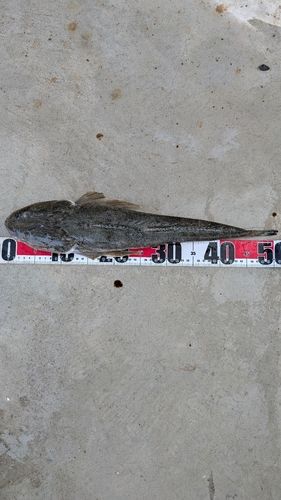 マゴチの釣果